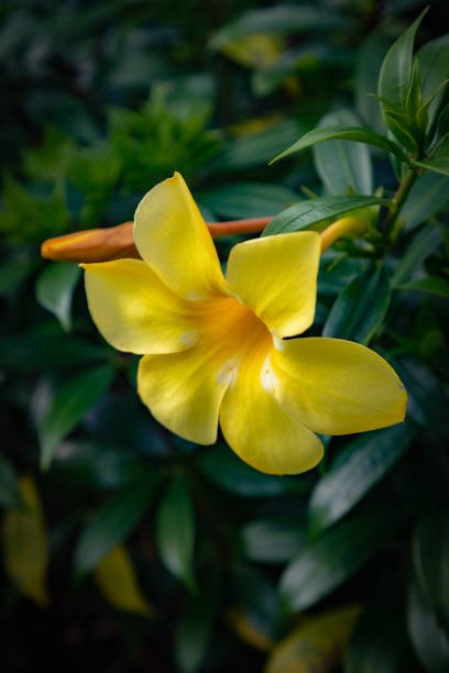 Flor amarela de Allamanda cathartica com folhas verdes — ativo botânico brasileiro patenteado